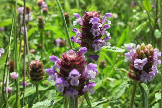 100 Heal All Seeds – Prunella vulgaris – Self Heal Herb – Pollinator Plant – Edible Groundcover