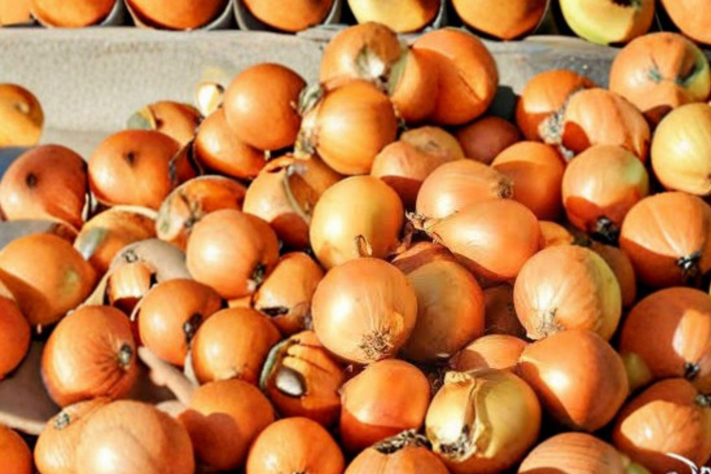 Utah Yellow Sweet Spanish Onion Seeds: Heirloom Non-GMO (250 mg)