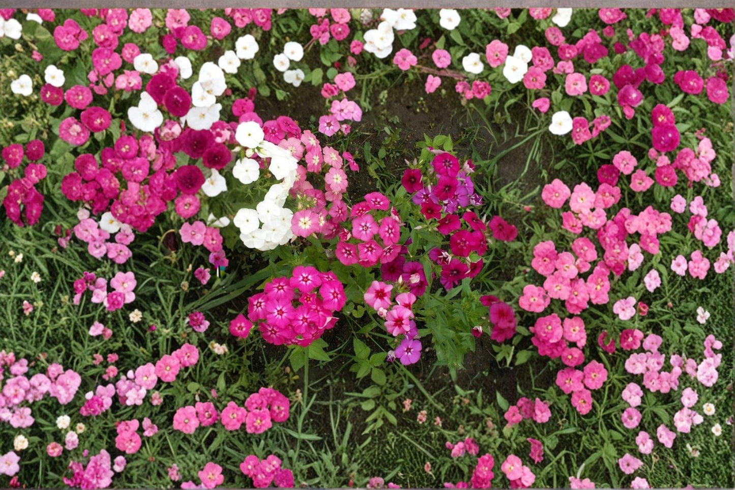 100 Annual Phlox Seeds – Phlox drummondii – Colorful Summer Flower – Pollinator Plant