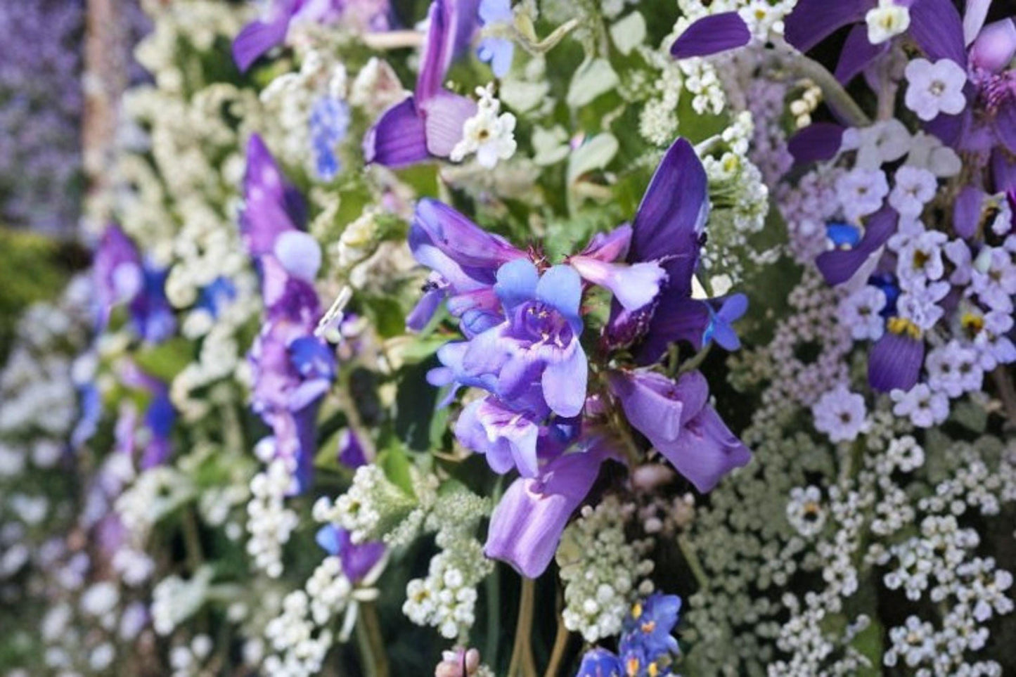 100 mg Penstemon payettensis Seeds – Payette Beardtongue Wildflower for Pollinator & Native Gardens
