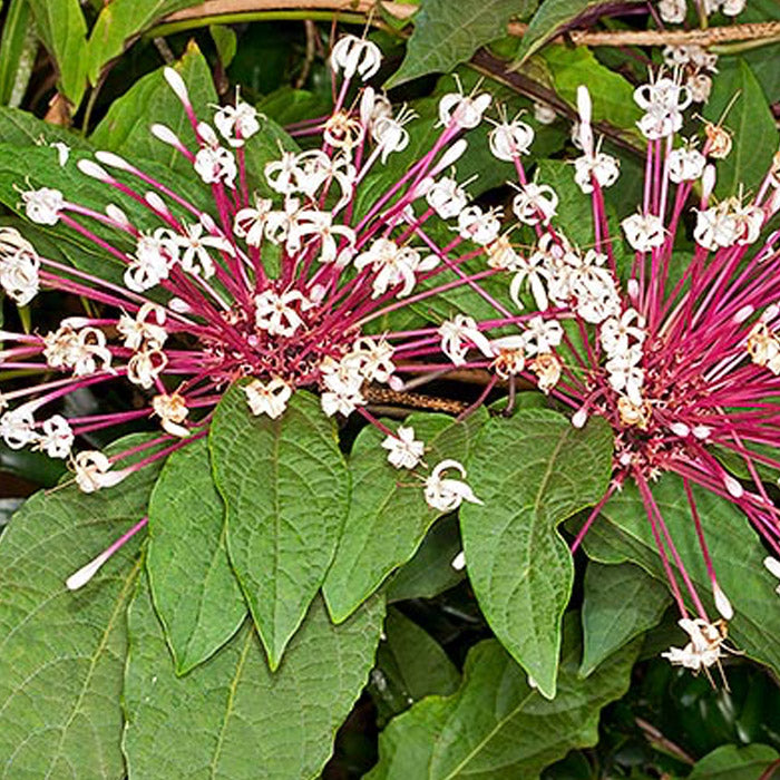 6 Starburst Plant Cuttings | Clerodendrum Quadriloculare Unrooted | Shooting Star, Quad Plant, Tropical Flowering Shrub