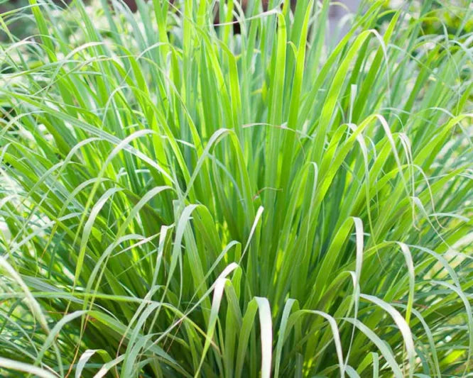 5 Live Lemongrass Stalk Plugs - Organic Cymbopogon citratus Herb Plant for Tea, Cooking, Repelling Mosquitoes - Healthy Live Roots