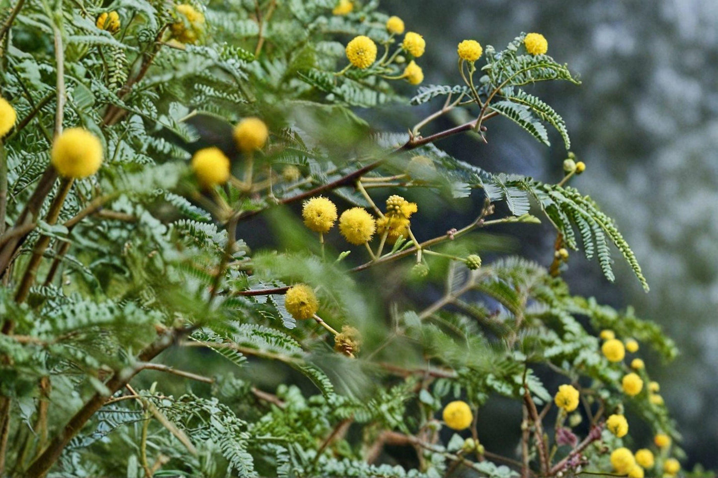 5 Acacia nilotica Seeds - Gum Arabic Tree, Medicinal Drought Tolerant Plant