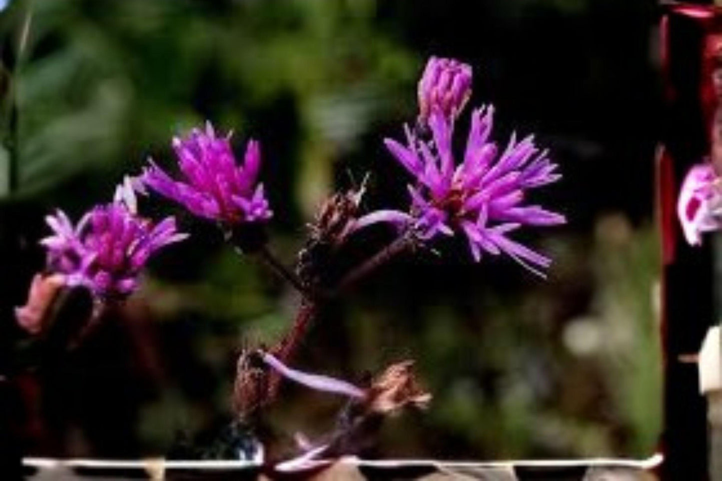 100 Seeds for Planting Vernonia angustifolia – Tall Ironweed, Native Purple Wildflower, Pollinator Perennial