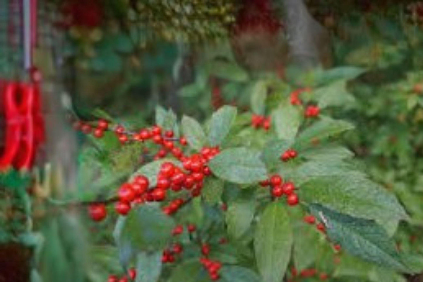 500 mg Seeds | Ilex montana Mountain Winterberry | Native Holly Shrub | Ornamental Red Berry Plant