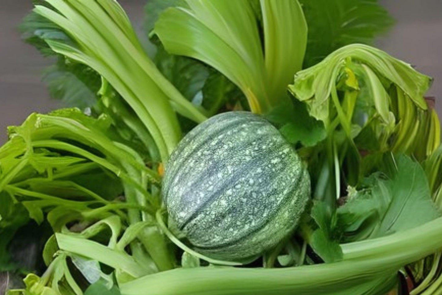 1g Seeds Summer Squash Round Zucchini | Heirloom Vegetable | Compact Bush Variety for Garden & Cooking