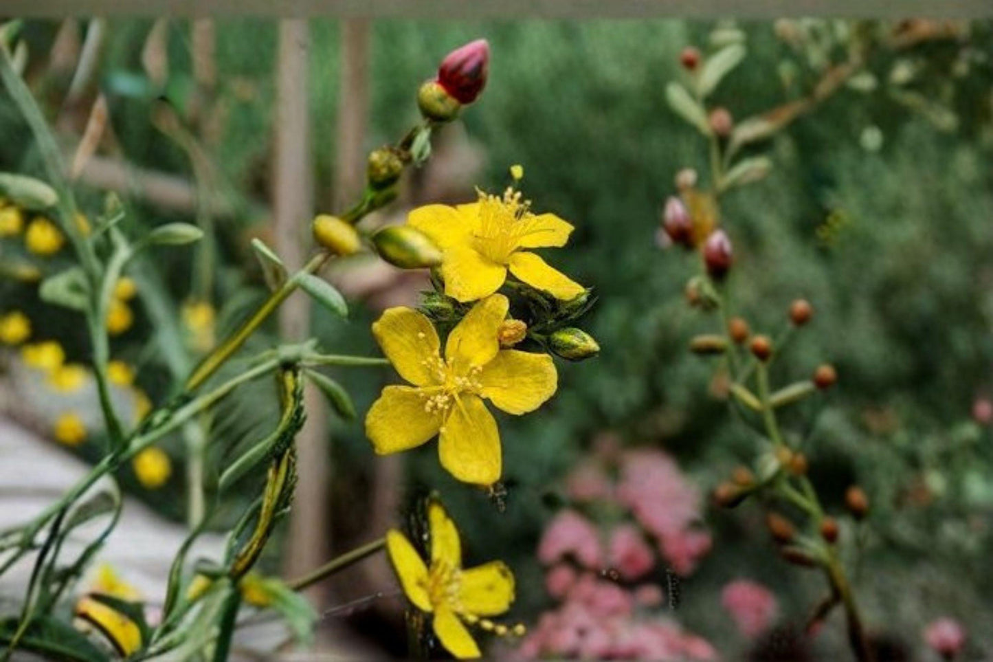 Dotted St. John’s Wort Seeds: Hypericum Punctatum, Native Wildflower
