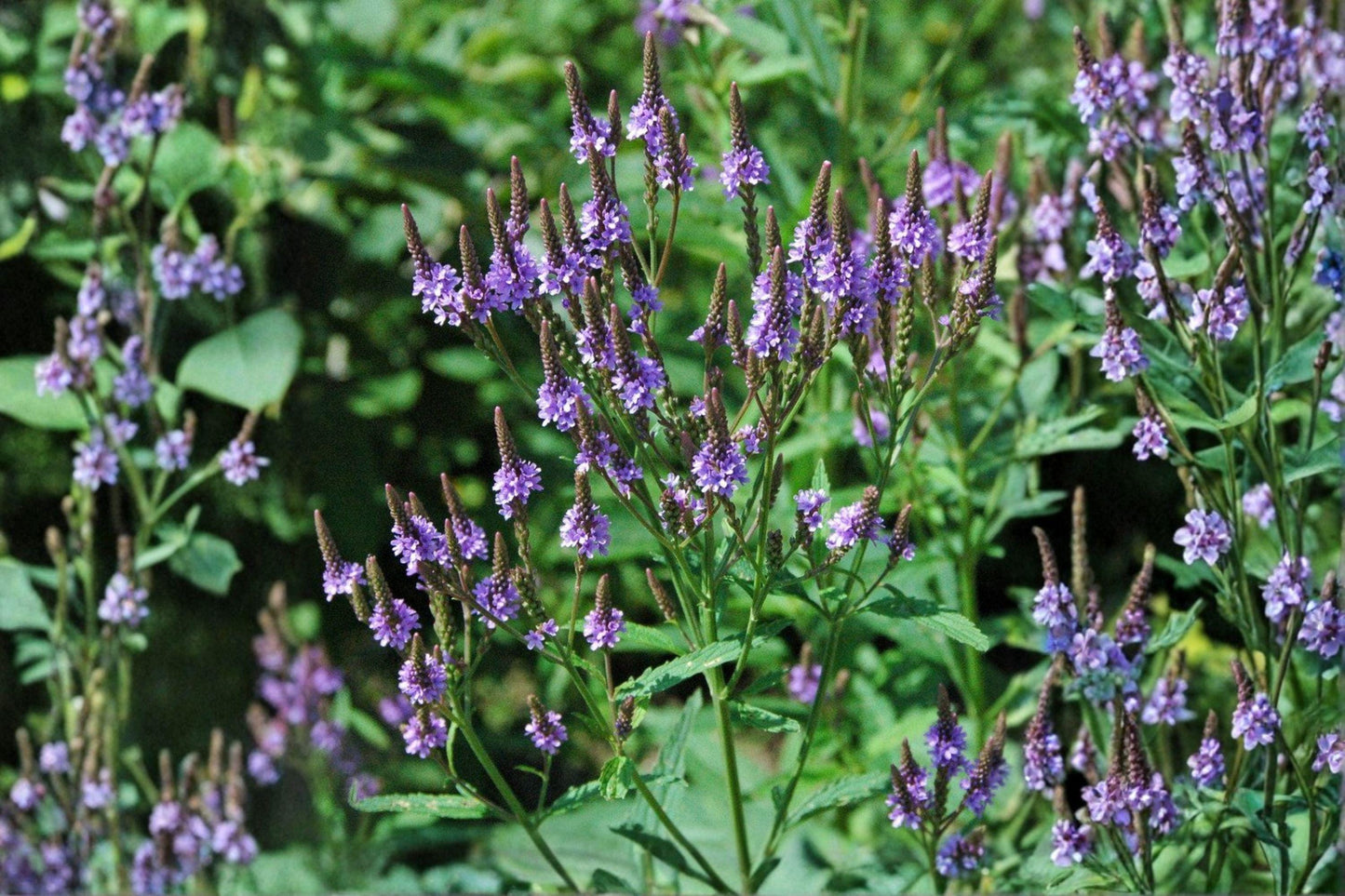 100 Blue Vervain Seeds – Verbena hastata – Native Wildflower – Pollinator Plant – Moist Soil Perennial