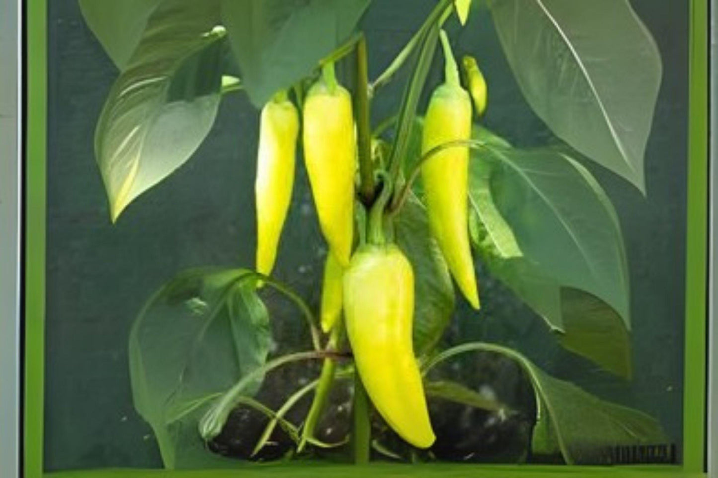 Sweet Banana Pepper Seeds: Capsicum Annuum, Heirloom Variety (30 Seeds)