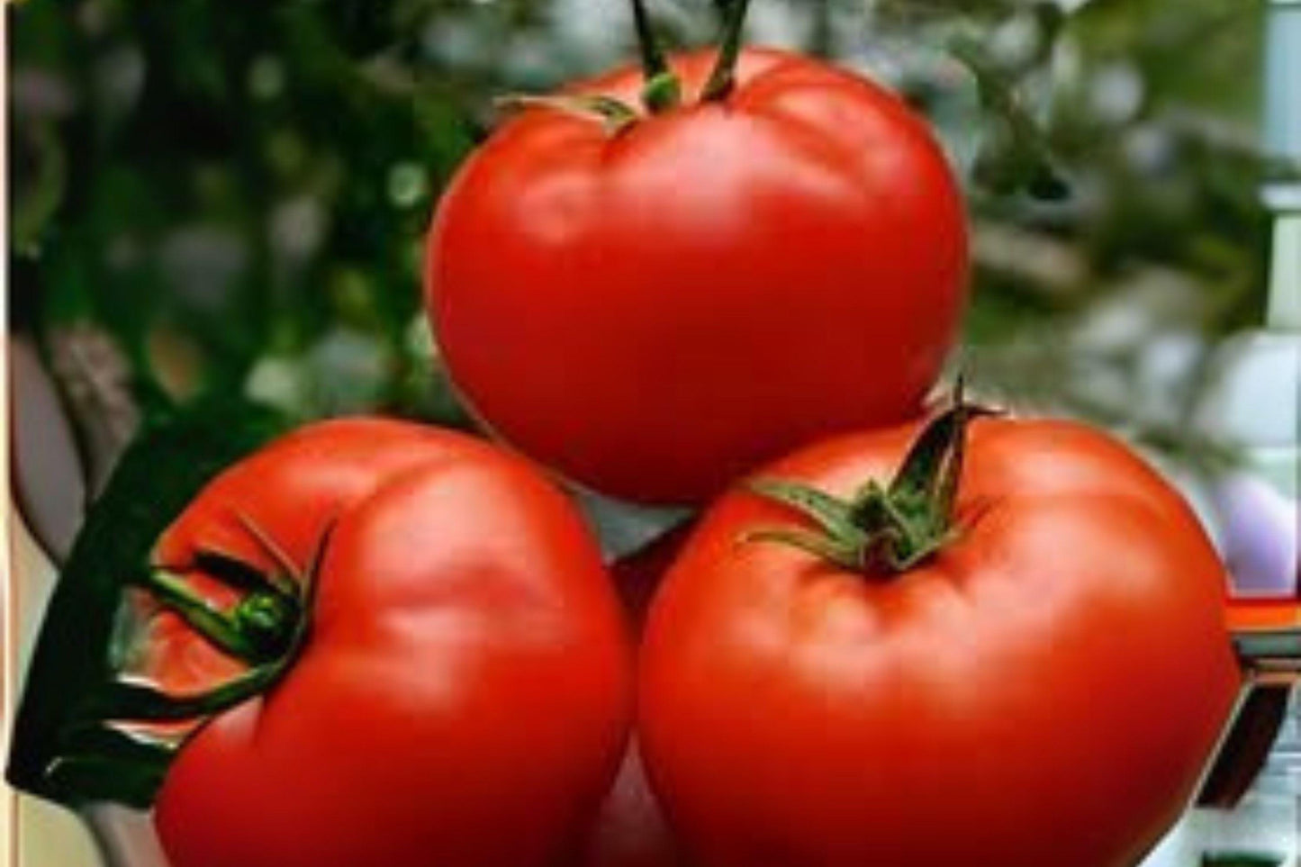 Super Sioux Tomato Seeds (100 mg) | Heirloom, Non-GMO