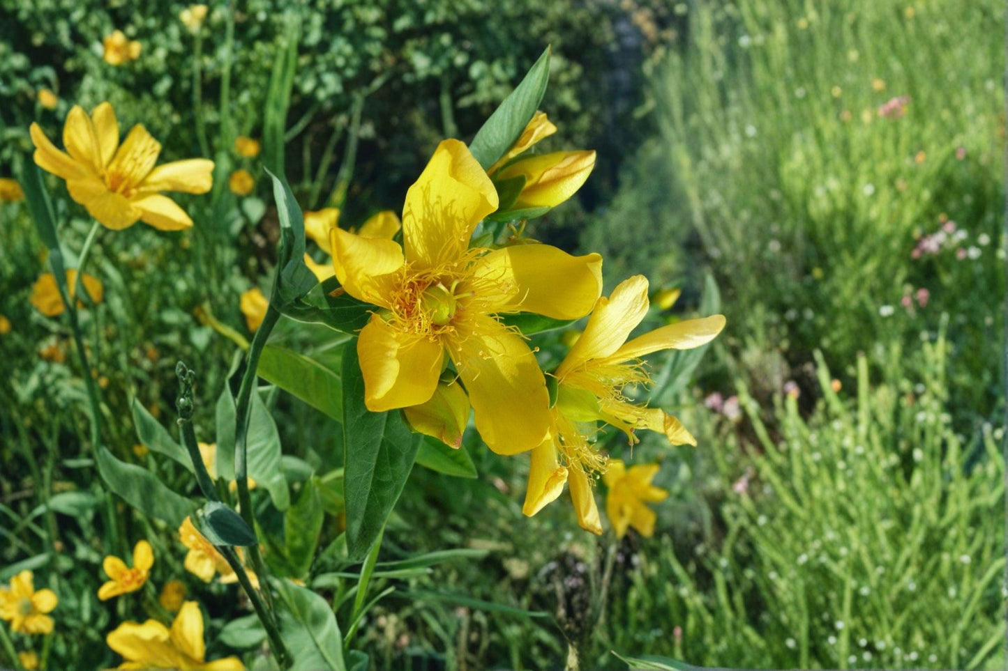 500 St Johns Wort Seeds – Native Hypericum pyramidatum, Pollinator Wildflower