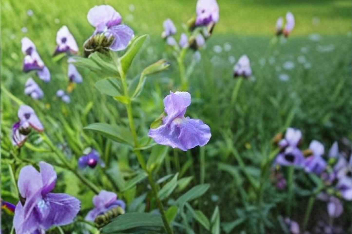 5000 Monkey Flower Seeds: Native Purple Wildflower, Wetland Perennial