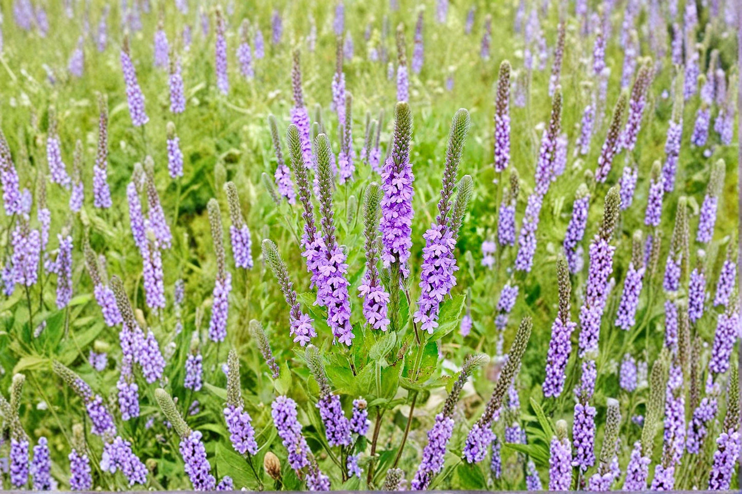 100 Hoary Vervain Seeds – Verbena stricta – Native Prairie Wildflower – Pollinator Plant