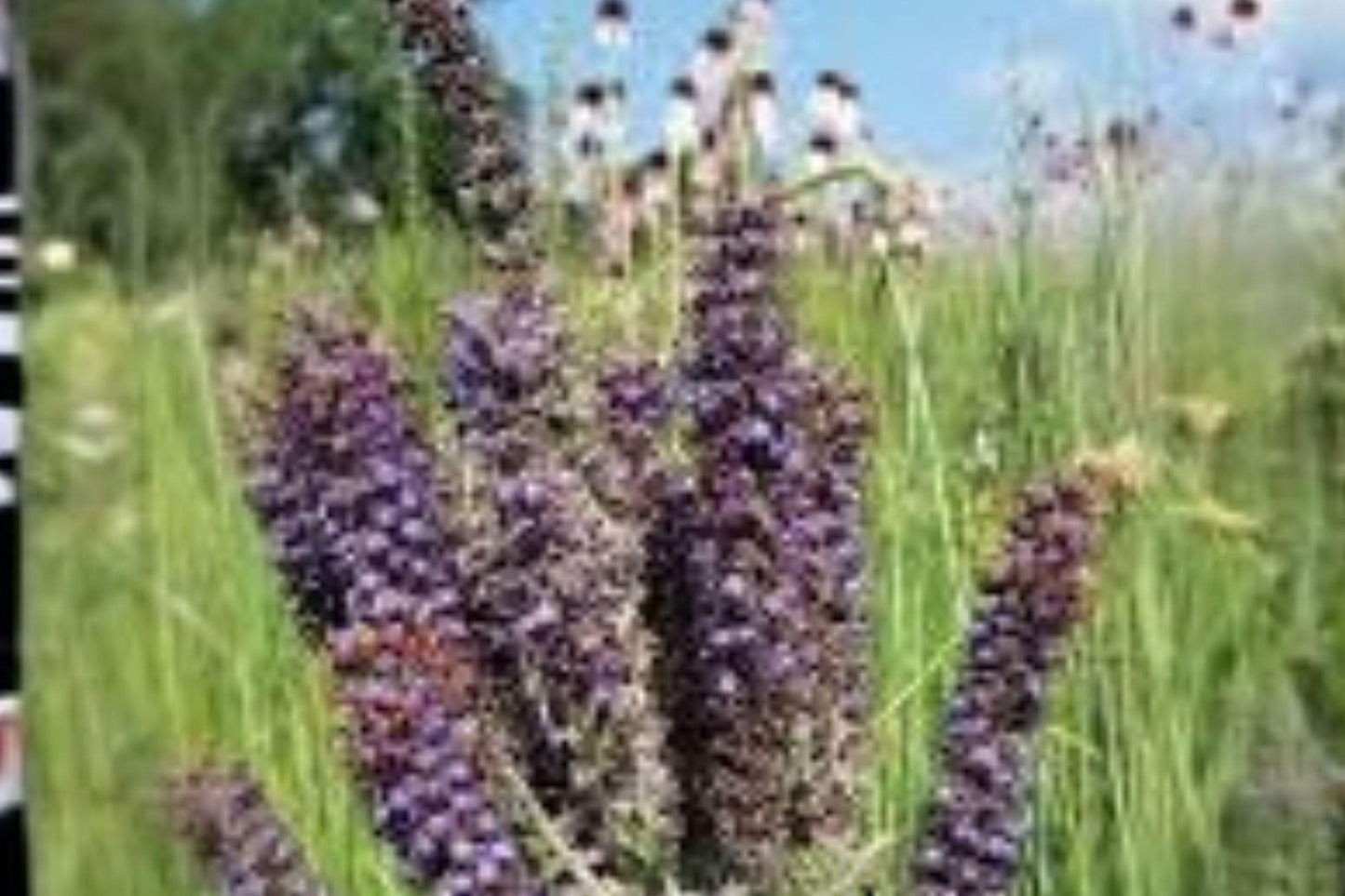 50 Lead Plant Seeds – Amorpha Canescens, Native Prairie Perennial