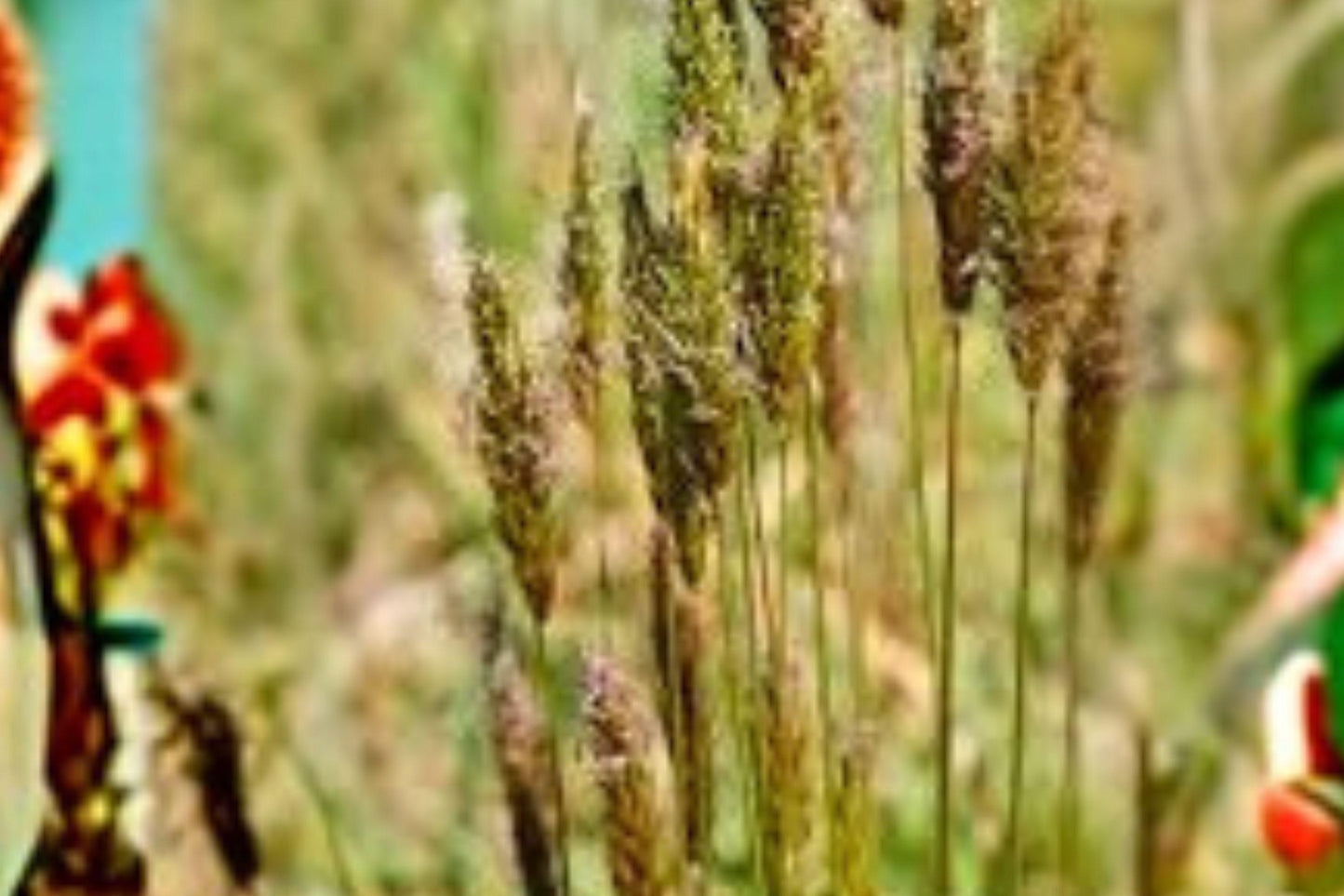 300 Sweet Vernal Grass Seeds: Fragrant Meadow Perennial