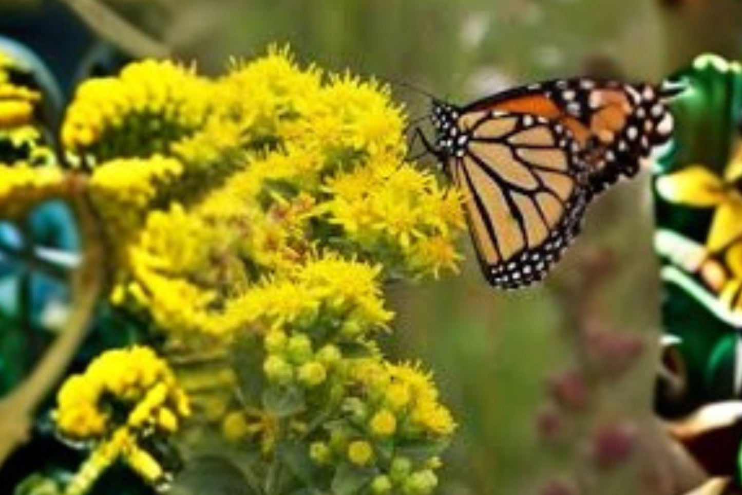100 Seeds for Planting Oligoneuron rigidum – Stiff Goldenrod, Native Yellow Wildflower