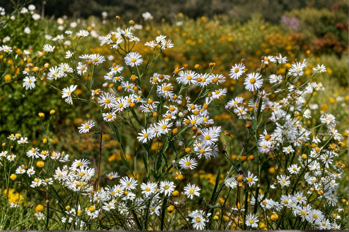 500 Boltonia False Aster Seeds – White Wildflower for Pollinators