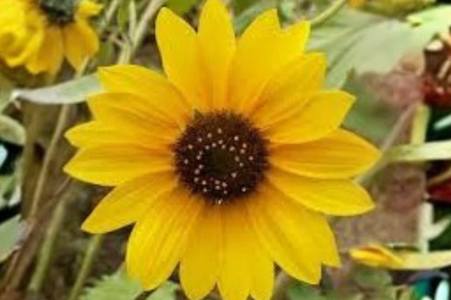 40 Marsh Sunflower Seeds – Helianthus nuttallii – Native Wildflower – Pollinator Plant – Tall Yellow Blooms