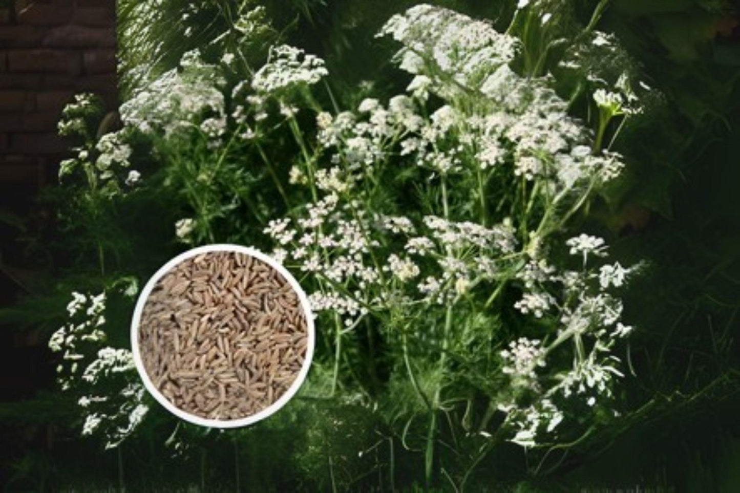 300 Caraway Seeds: Heirloom Culinary Herb & Spice