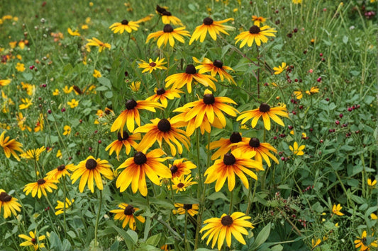 100 Seeds Rudbeckia hirta — Gloriosa Daisy, Vibrant Yellow-Red Blooms for Summer Gardens