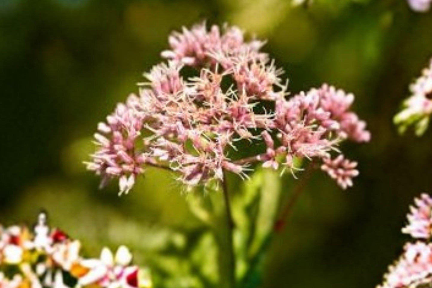 100 Joe Pye Weed Seeds – Eutrochium fistulosum – Native Pollinator Flower