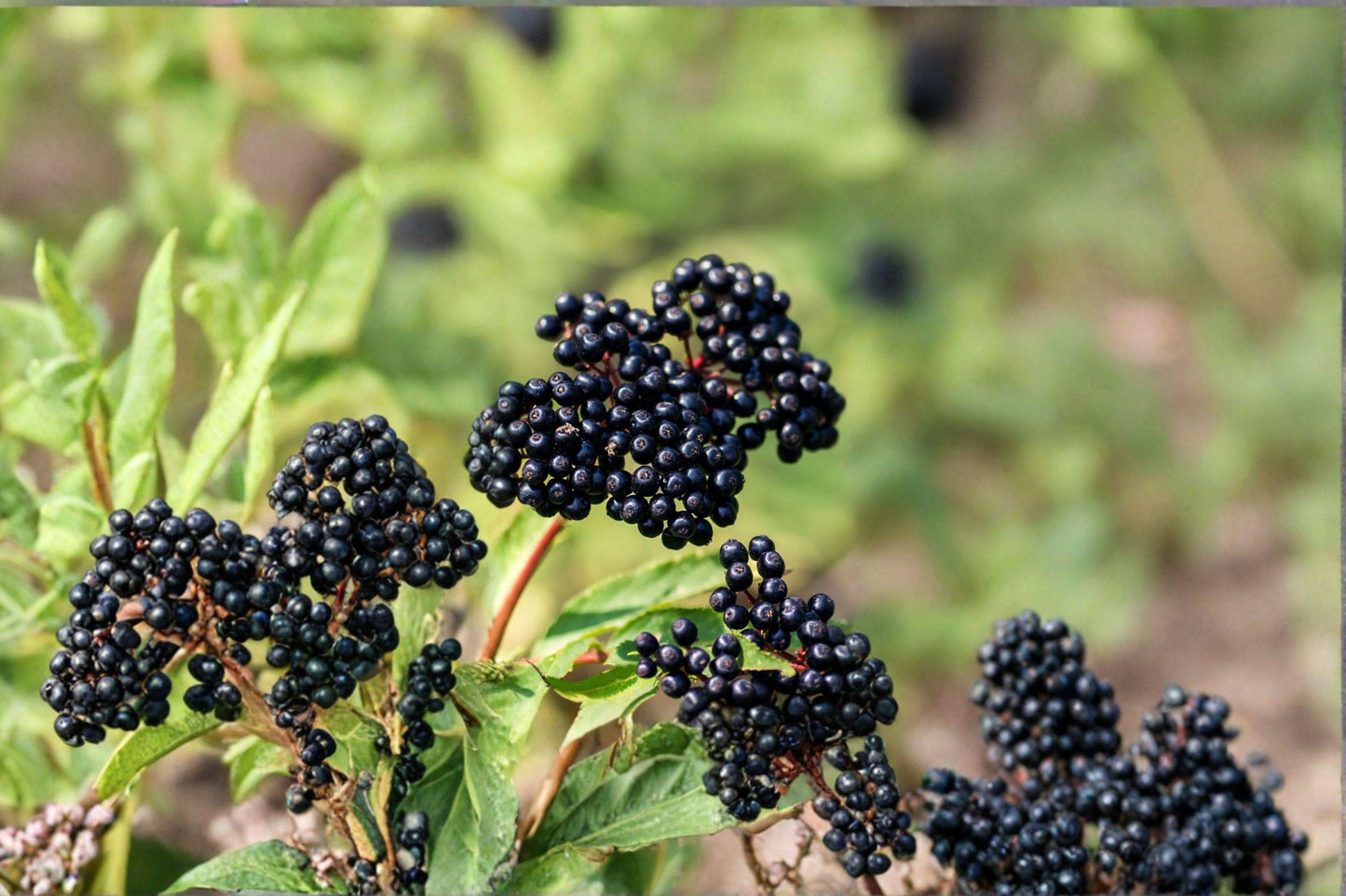 50 American Elderberry Seeds – Sambucus canadensis – Native Edible Berry Shrub