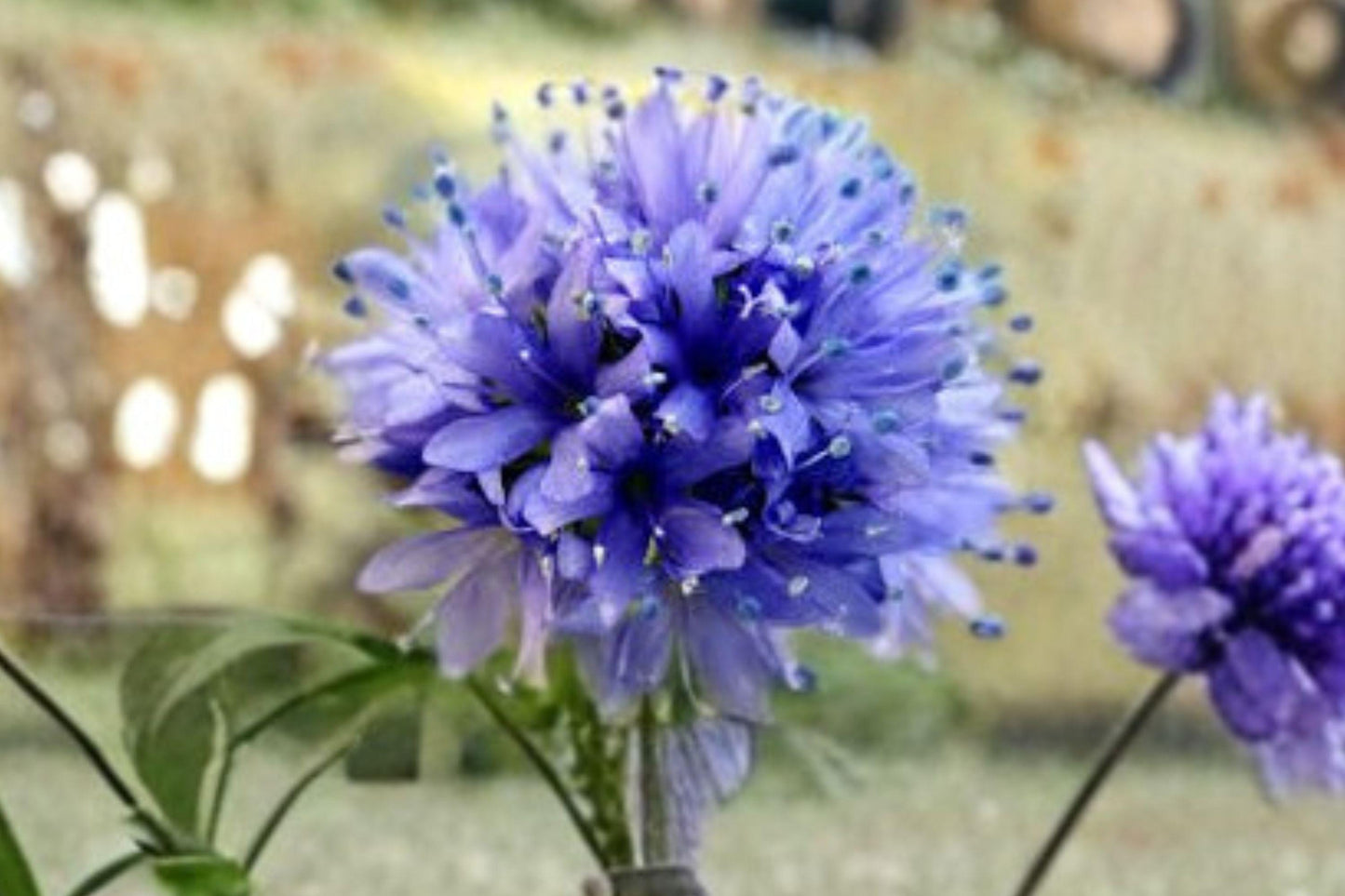 100 Globe Gilia Seeds – Blue Wildflower, Pollinator Plant