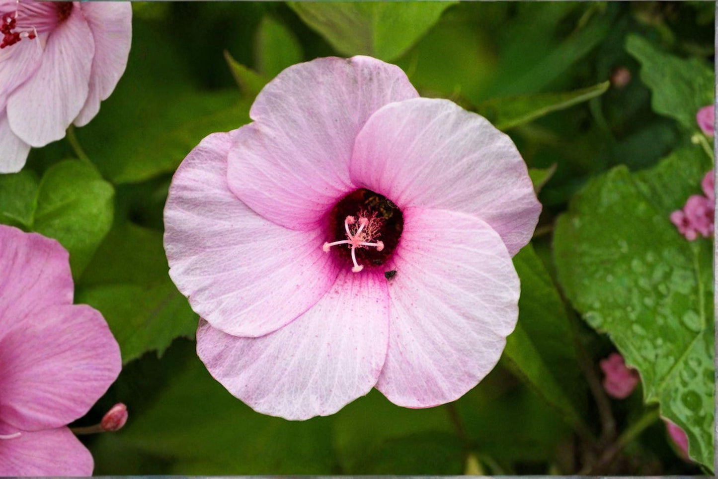 20 Rose Mallow Seeds – Hibiscus militaris – Native Hibiscus – Large Pink Flower – Wetland Plant