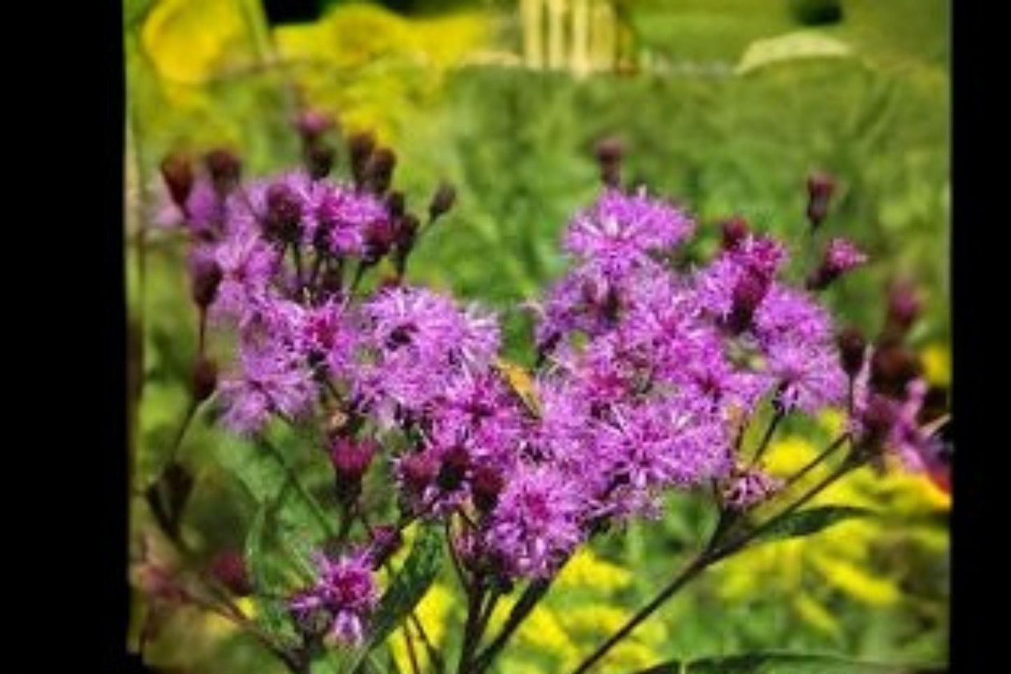 100 Seeds for Planting Vernonia noveboracensis – New York Ironweed, Native Purple Wildflower, Pollinator Perennial