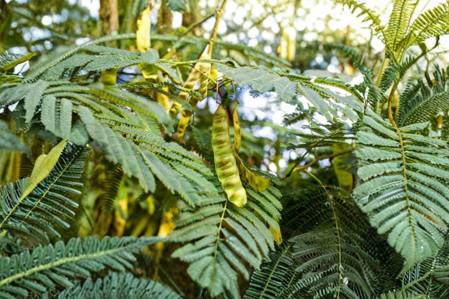 10 Chinese Honeylocust Seeds – Gleditsia sinensis – Soap Bean Tree – Medicinal Plant – Drought Tolerant Tree