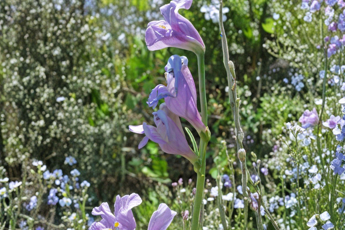 100 mg Penstemon commarhenus Seeds – Dusty Beardtongue Wildflower for Dry, Sunny Native Gardens