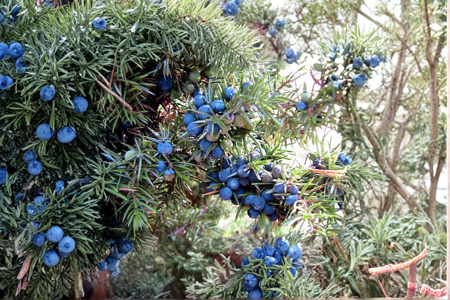 25 Common Juniper Seeds – Juniperus communis – Evergreen Shrub – Bonsai Tree Seeds