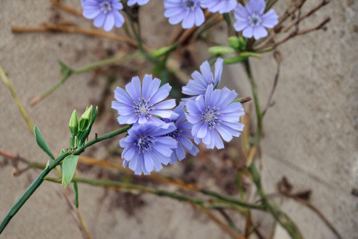 100 Blue Chicory Seeds – Cichorium intybus – Edible Herb – Pollinator Plant – Forage Flower