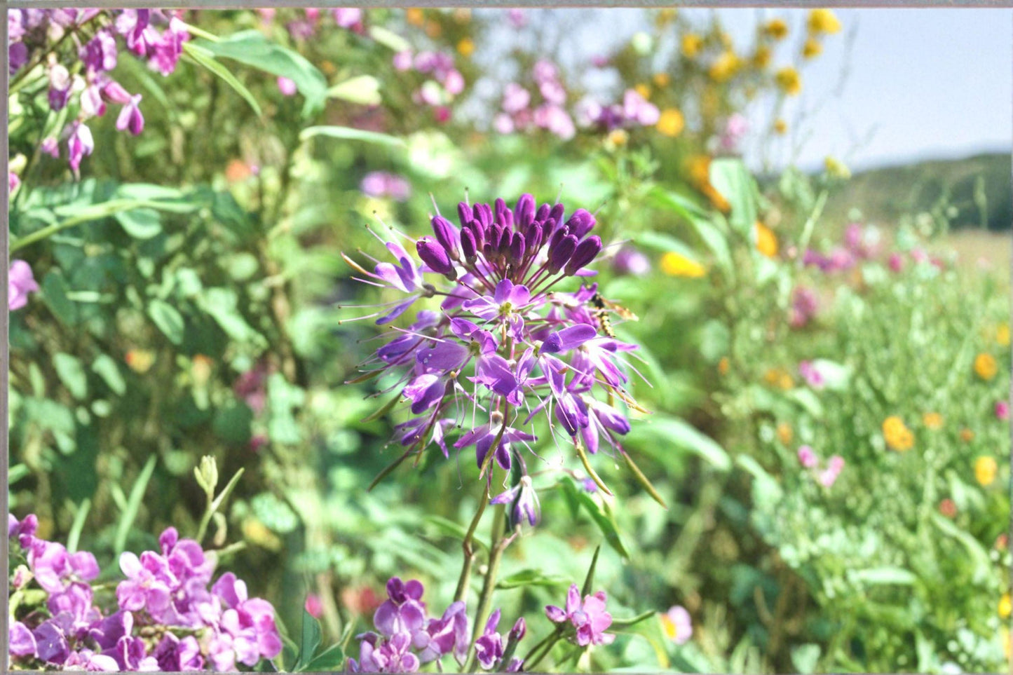 75 Rocky Mountain Bee Plant Seeds – Cleome serrulata – Native Annual Wildflower – Pollinator Plant