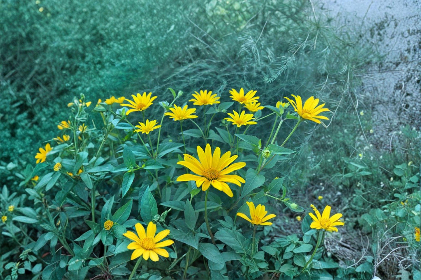 Early Sunflower Seeds: Fast Blooming, Pollinator Friendly (250 mg)