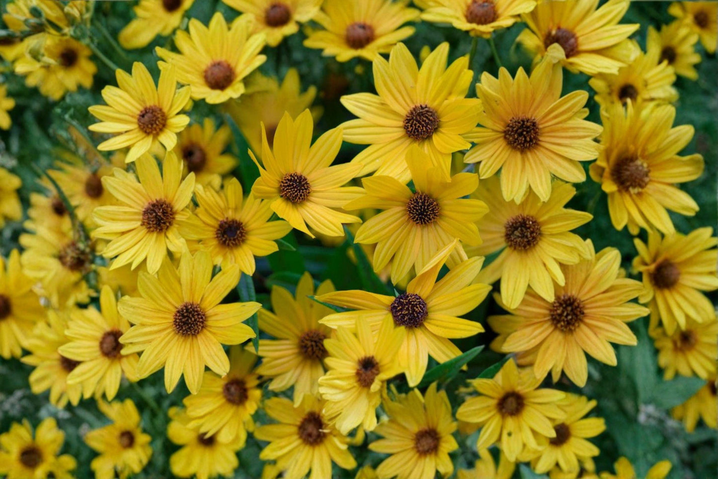100 Swamp Sunflower Seeds – Helianthus angustifolius – Native Yellow Wildflower – Pollinator Plant