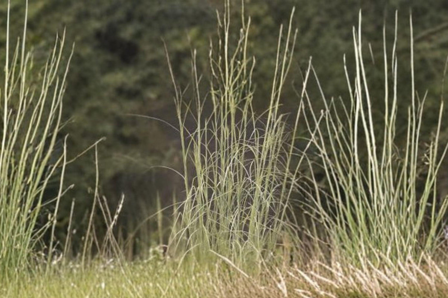 100 Broomsedge Seeds – Andropogon virginicus – Native Prairie Grass