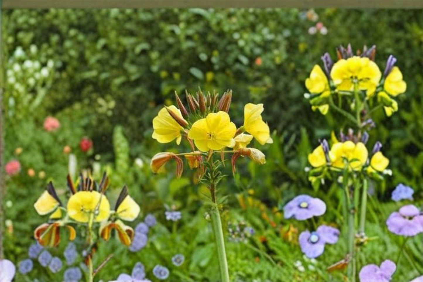 100 mg Primrose Evening Seeds (Oenothera biennis) – Bright Yellow Wildflower for Pollinator & Cottage Gardens