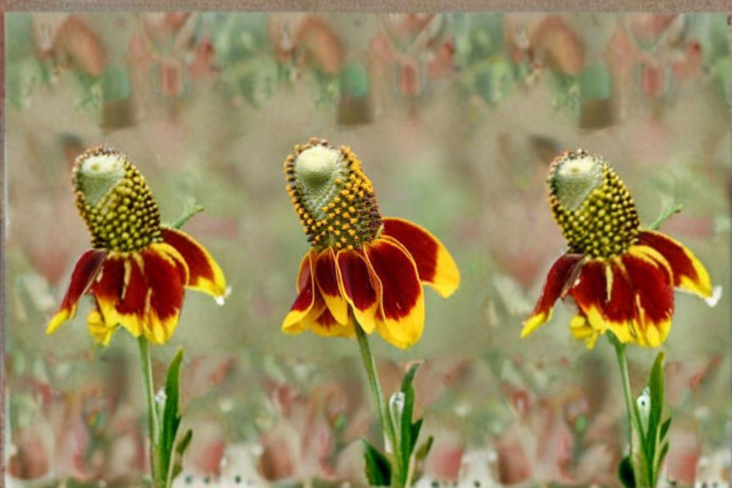 100 mg Mexican Hat Seeds (Ratibida columnifera) – Colorful Native Wildflower for Pollinator Gardens