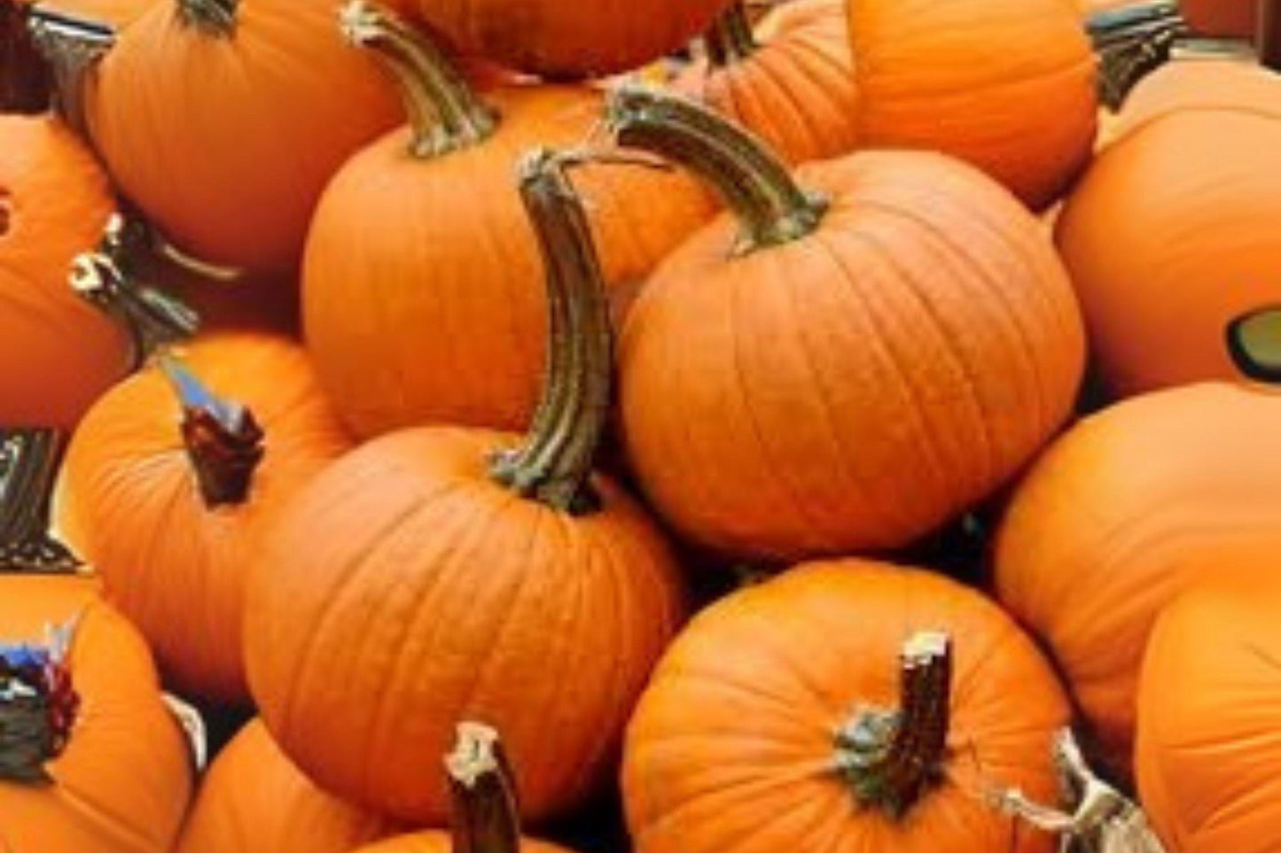 Small Sugar Pumpkin Seeds: Heirloom Baking Variety - 5 Seeds
