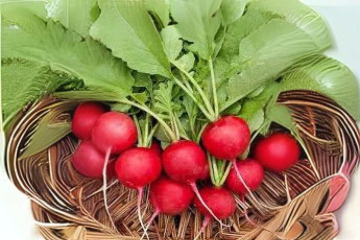 80 Cherry Belle Radish Seeds: Heirloom Salad Vegetable