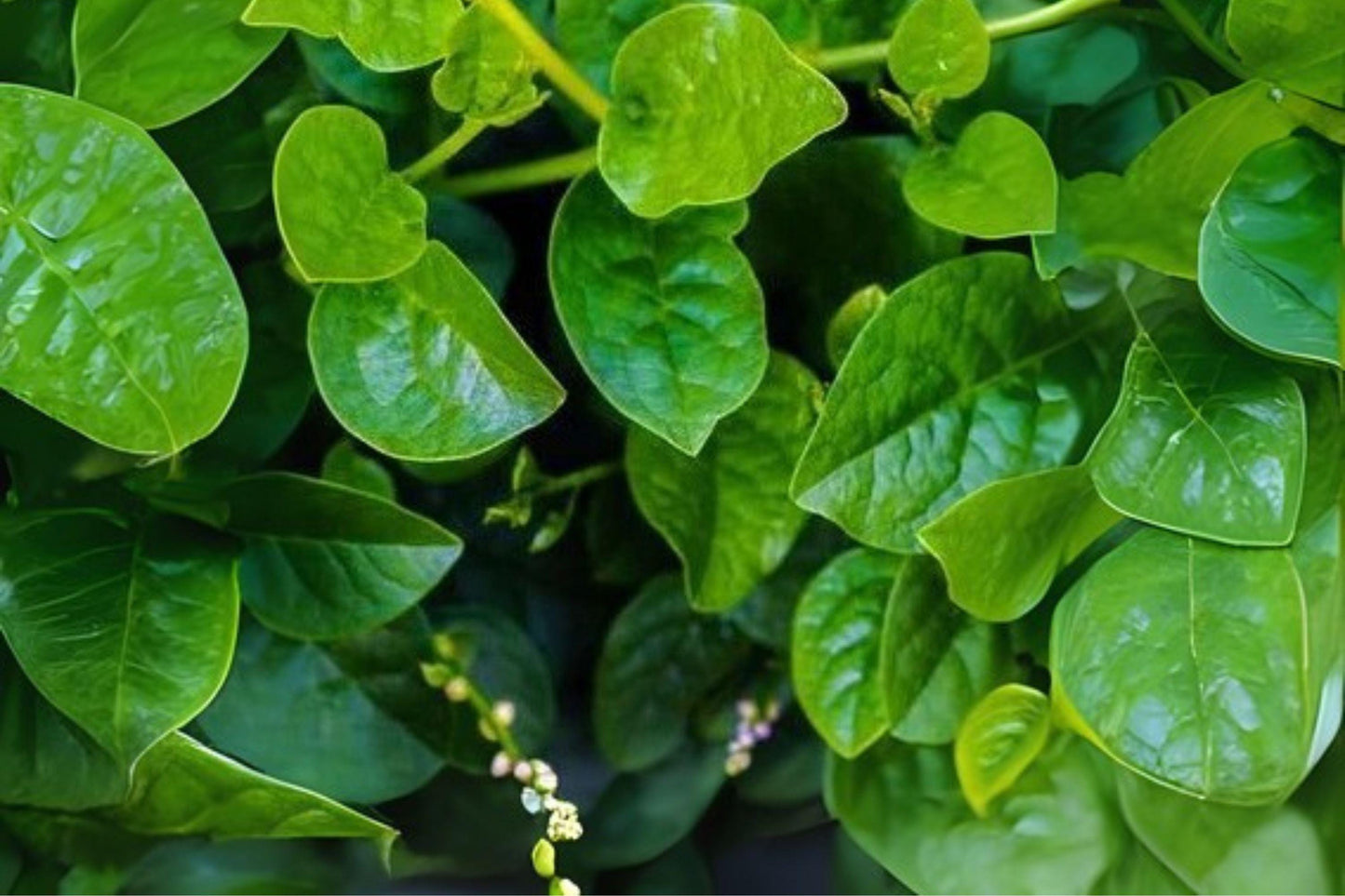 500mg Seeds Malabar Spinach Green Vines Supreme | Heat-Loving Climbing Leafy Green for Home Garden
