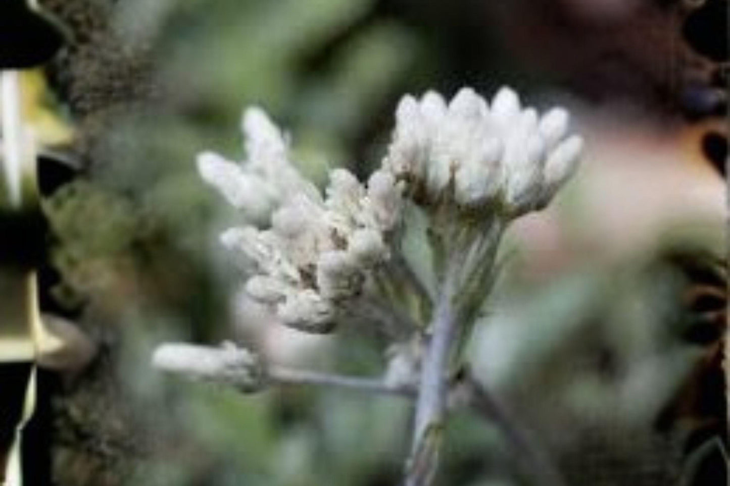 100 Seeds Antennaria neglecta — Prairie Pussytoes, White Native Groundcover Wildflower for Meadows & Natural Gardens