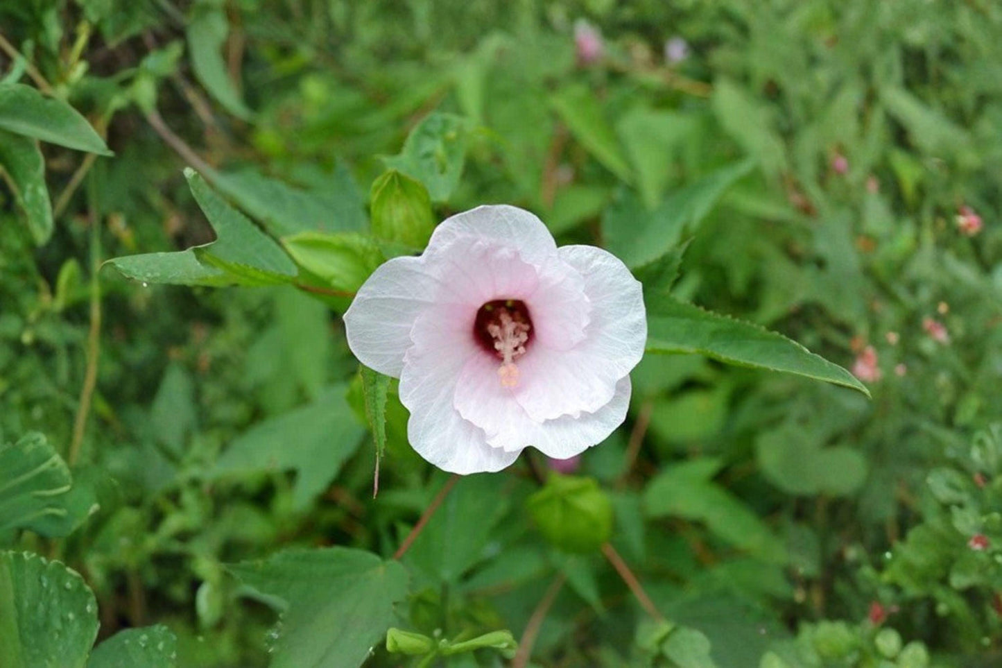20 Rose Mallow Seeds – Hibiscus militaris – Native Hibiscus – Large Pink Flower – Wetland Plant
