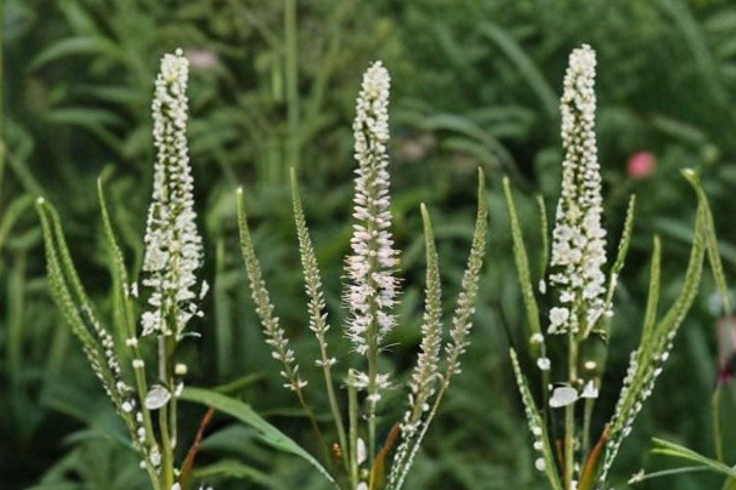2500 Seeds for Planting Veronicastrum virginicum – Culver’s Root, Native Tall Wildflower