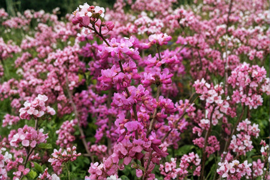 10 Seeds for Planting Cercis chinensis – Chinese Redbud Tree, Ornamental Pink Flowering Tree
