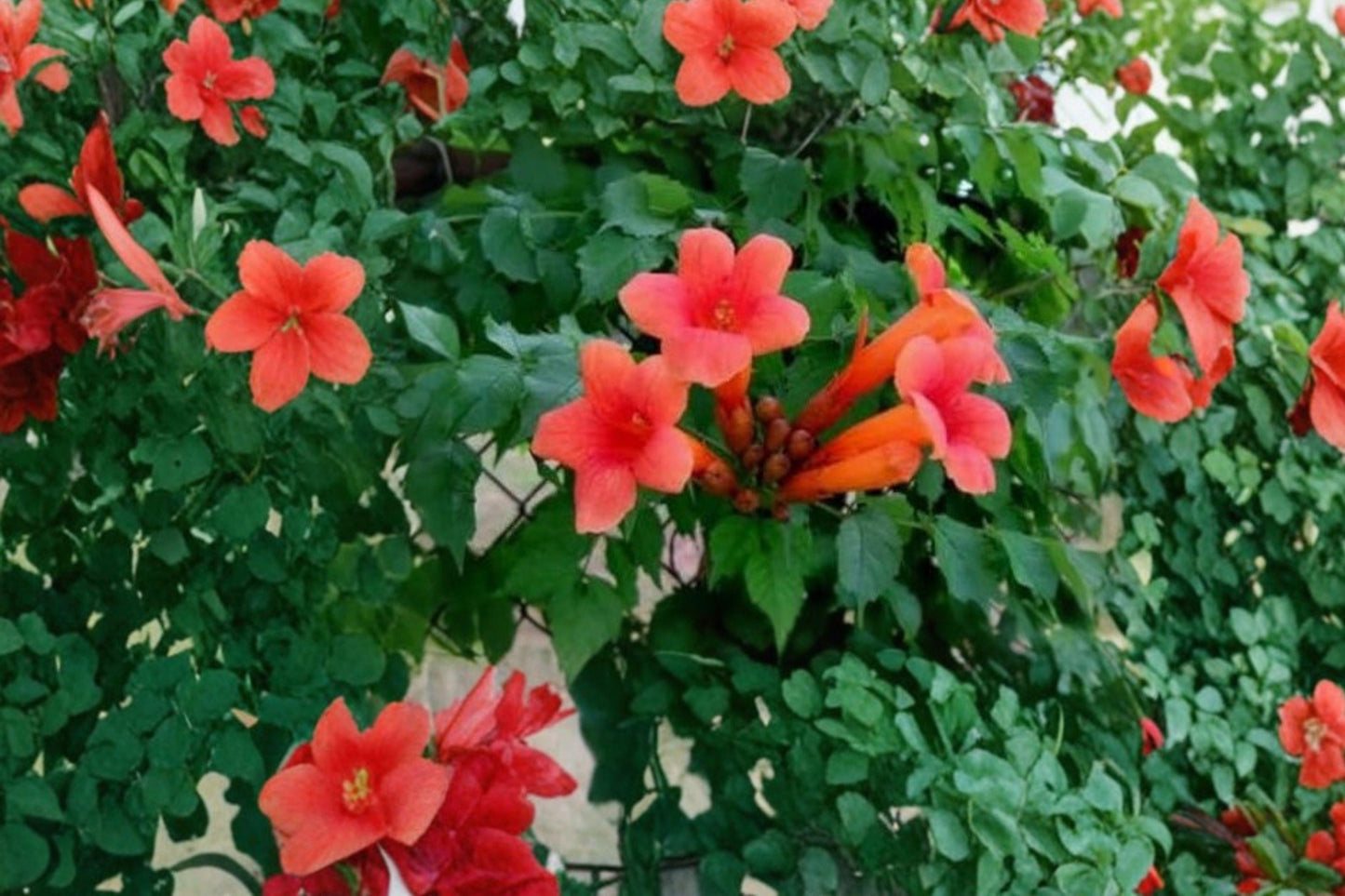 30 Trumpet Creeper Vine Seeds – Campsis radicans – Hummingbird Vine – Climbing Flower