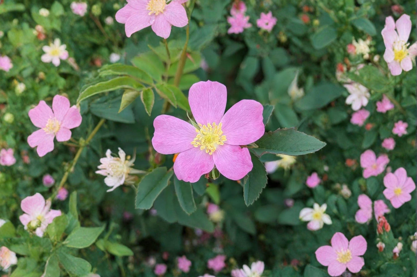 25 Rosa woodsii Seeds – Common Wild Rose – Native Prairie Shrub