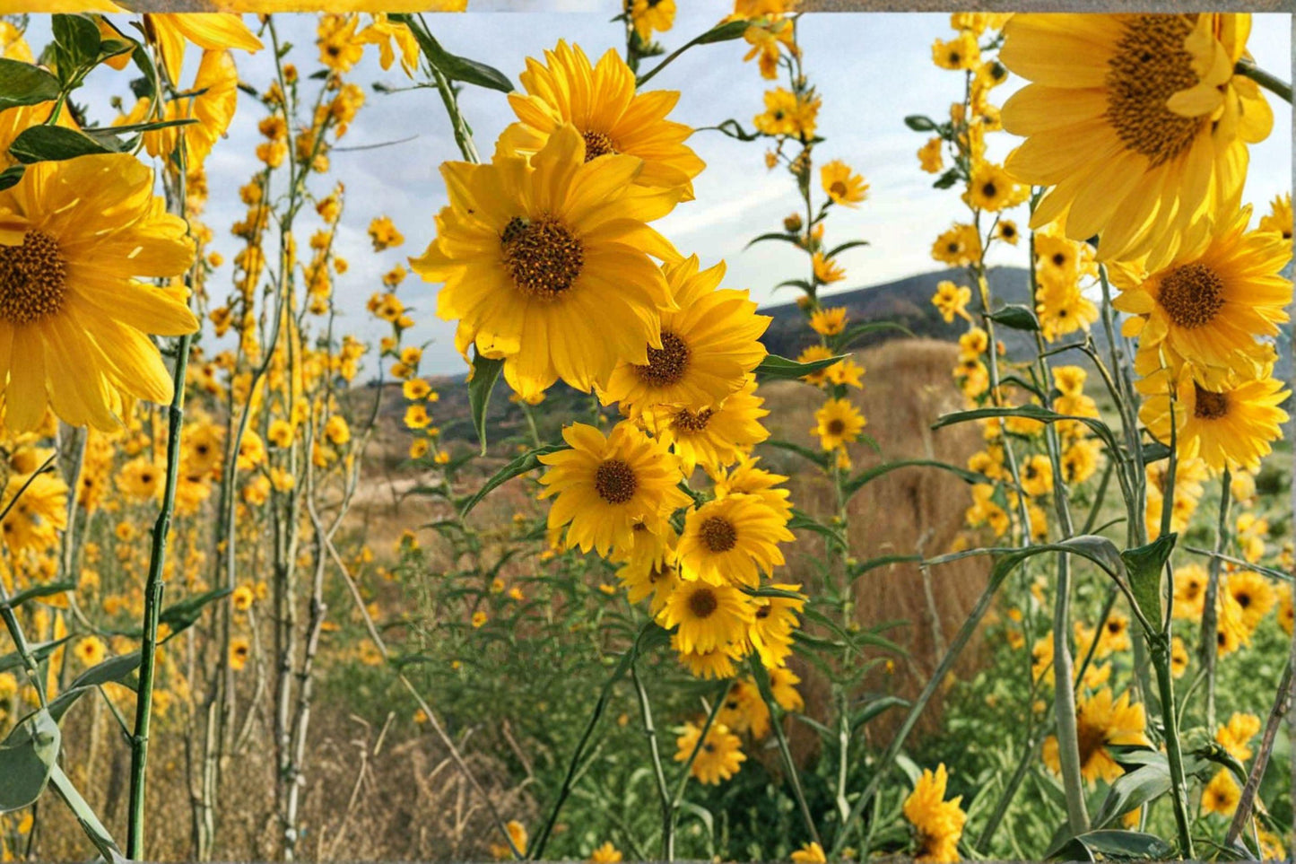 50 Maximilian Sunflower Seeds – Helianthus maximiliani – Native Wildflower – Pollinator Plant – Tall Perennial