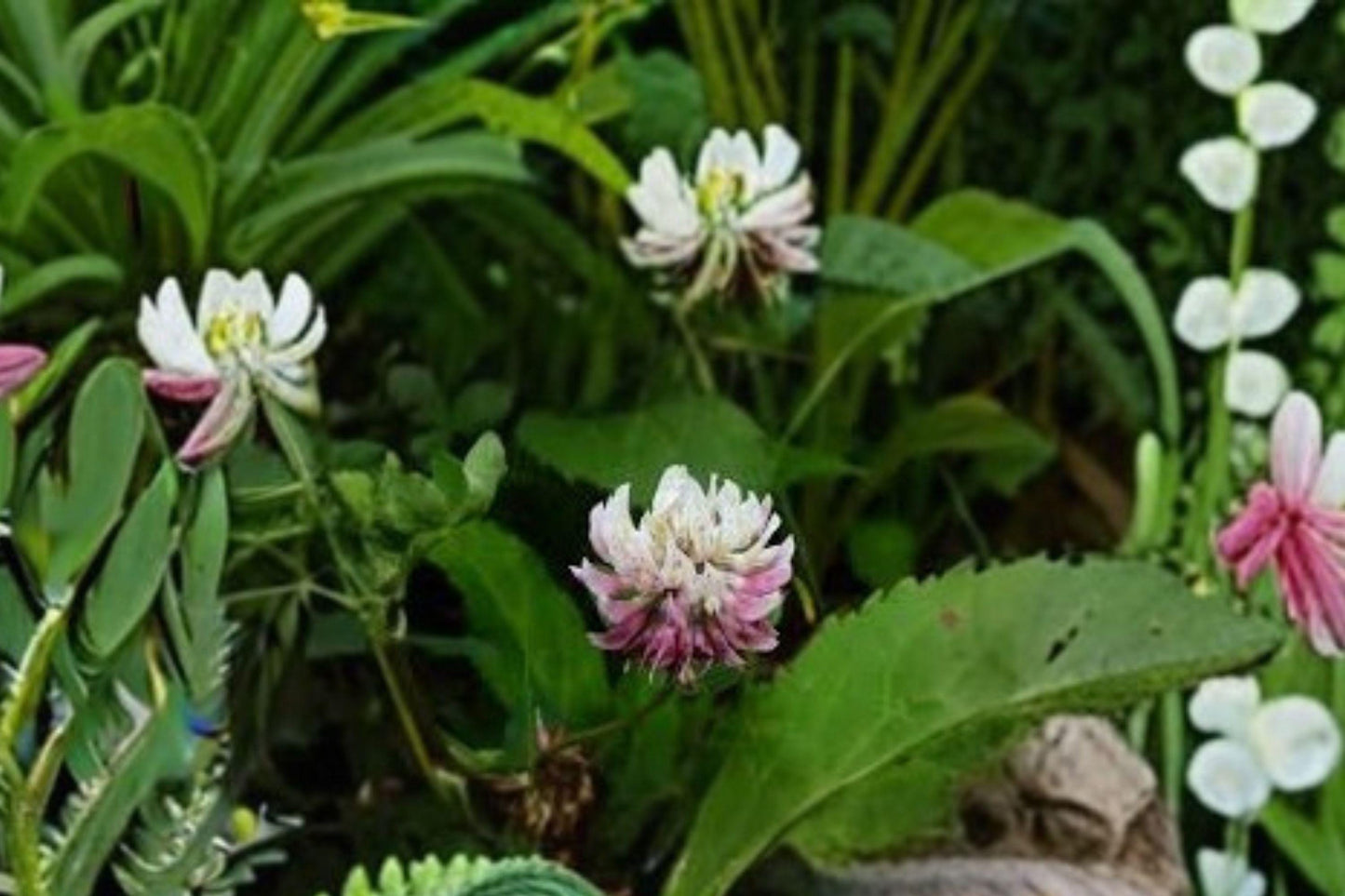100 Alsike Clover Seeds – Trifolium hybridum – Pollinator Plant – Cover Crop – Nitrogen Fixer
